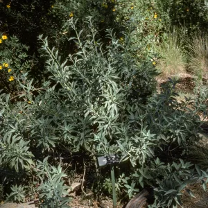Salvia apiana (White Sage)