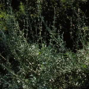 Salvia apiana (White Sage)