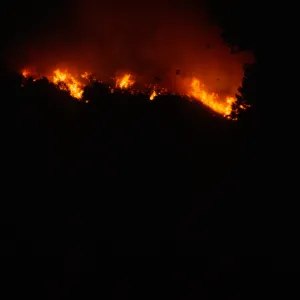 Coyote Fire