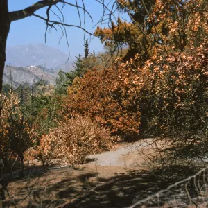 Porter Trail after Coyote Fire