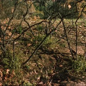 Quercus dumosa stump sprout after Coyote Fire