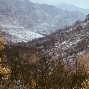 Coyote burn on Santa Ynez Mountains, view from Porter Trail