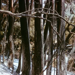 burned Olive grove after Coyote Fire