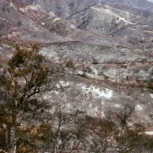 Coyote Fire burn on the Santa Ynez Mountains