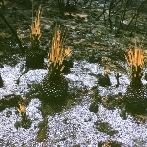 ash surrounds Yucca whipplei after Coyote Fire
