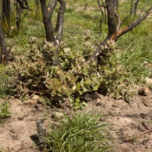 Arctostaphylos (Manzanita) stump sprouting 2 months after the Coyote Fire