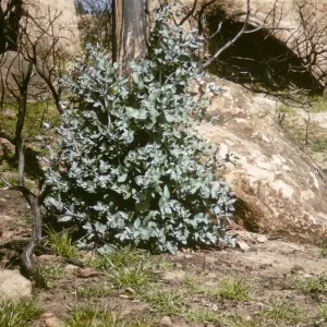 Eucalyptus globulus stump sprouting after Coyote Fire