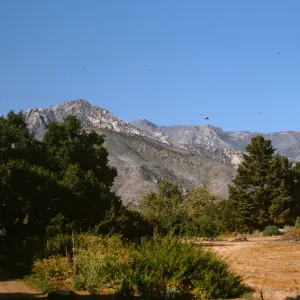 View of helicopter seeding Santa Ynez Mtns after Coyote Fire