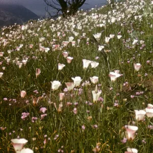 Calachortus catalinae, Lauro Canyon, after Coyote Fire