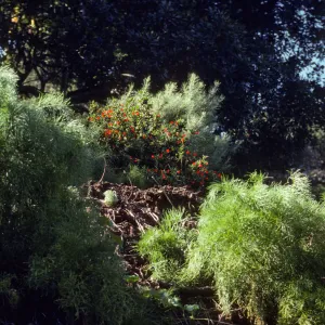 Santa Cruz Island