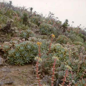 Anacapa Island, Dudleya caespitosa in flower