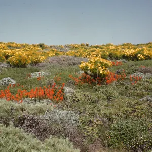 Coreopsis gigantea