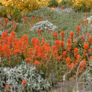 Castilleja on Anacapa Island