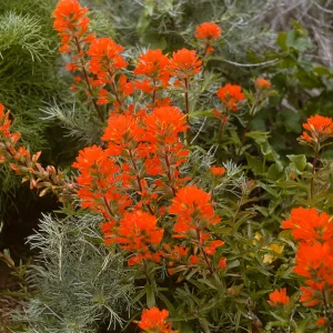 Castilleja on Anacapa Island