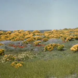 Numerous bright yellow flowing bushes cover an open field also dotted with white and orange flowers. In the middle distance, a man in a checkered shirt examines something in his hands. 