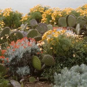 Two bush-like plants, one with yellow flowers and the other with orange flowers, are nestled among several flat, round cacti. Several of the yellow flowering bushes are visible behind the cluster of cacti.