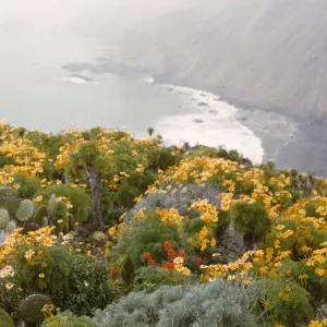 A clifftop covered in flat, round cacti and bushy plants flowering in yellow and orange. In the background, a steep cliff above a beach is visible amidst a misty haze.