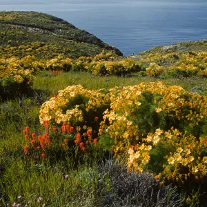 A clifftop covered in green grasses and dotted with orange flowers and yellow flowering bushes. The ocean is visible in the background. 