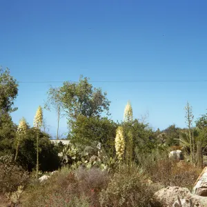 Several tall-stemmed plants topped with cones of off-white flowers arise out of a field of bushes, cacti, and small boulders. 
