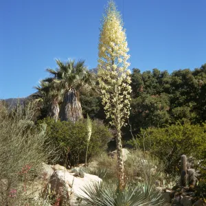 A long-stemmed plant with narrow, spiky leaves at is base and topped with a large, tapered cone of offwhite flowers grows at a Y-intersection of a dirt path amid large stones, cacti, bushes, and trees.