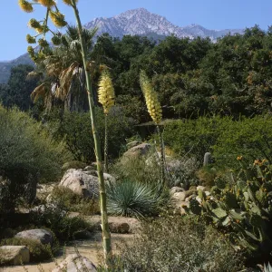 A long stemmed plant grows at the edge of a dirt path among spiky plants, cacti, and bushes. The top of the stem is twisted over and topped with multiple round clusters of tiny yellow flowers.