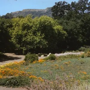 A dirt road curves between a shady forest and a meadow rimmed with orange and yellow flowers.