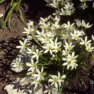 A cluster of white, narrow-petaled flowers grow in a bed a deep brown topsoil between two flat, white stones and one larger, brown stone. 