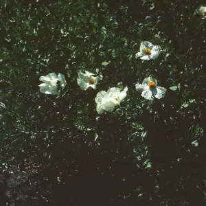 A small, dark green plant with many long stems and several five-petaled, yellow-centered white flowers.