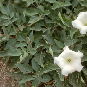 A low plant with dark green, pointed leaves and two white, 5 pointed flowers with fused petals. 