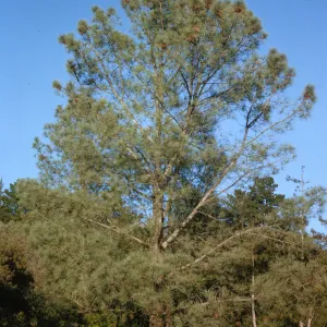A tall evergreen tree with with many brown cones on it's uppermost branches towers over several neighboring trees. 