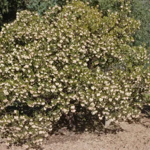 A large, green bush bursting with white flowers beside a dirt road. 