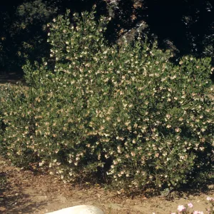 A large, green bush covered in wilting white flowers beside a dirt road.