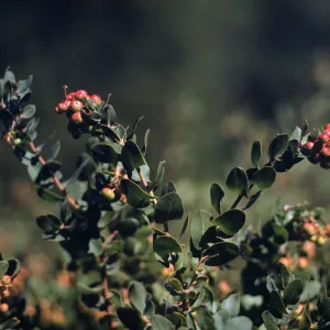 Clusters of tiny, pink and pale-green berries grow from the ends of several stems covered in arrow-shaped leaves that stick out above a thicket of similar vegetation. 