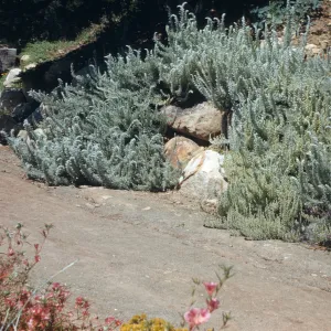 A large, arching cluster of snowy-green, upward-reaching, curved stems grow on the large stones that line a dirt road. A large wooden bench is visible further down the road, and pink flowers on long stems are visible across the road.