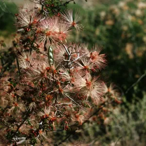 A cluster of flowers consisting of red cores surrounded by white and red stamen grow on the end of several thin, woody stems. 