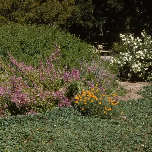 A large bush laden with white flowers, a large bush covered in upward-reaching spikes of pink flowers, and a small bush of cup-shaped, bright-yellow flowers grow at the edge of a shady forest.