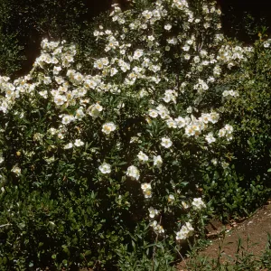 A large bush with dark, narrow leaves bursting with round-petaled, white flowers grows among the several other deep-green bushes. 