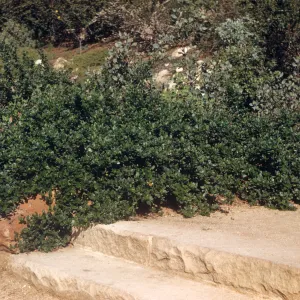 A large, low bush with round, glossy leaves grows next to two wide, outdoor stone stairs.