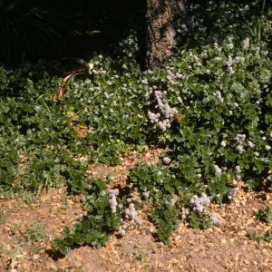 A low bush with round, glossy leaves and several round clusters of tiny, lavender-colored flowers grows at the edge of a shady forest. 