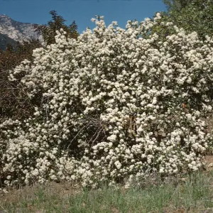 A large bush heavily laden with clusters of white flowers grows among other large bushes. Sharp, white mountains partially covered in deep green forests are visible in the background.  