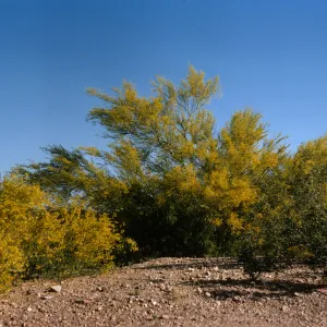 A line of large bushes in an arid environment completely covered in yellow flowers.