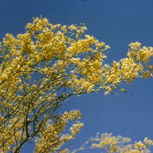 Narrow, green-stemmed branches laden with many yellow flowers against a bright blue sky.
