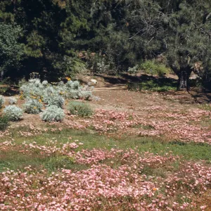 A meadow covered with many clusters of pink flowers and dotted with snowy-green bushes with yellow flowers. A dirt path runs in the background behind the meadow at the edge of a forest. 