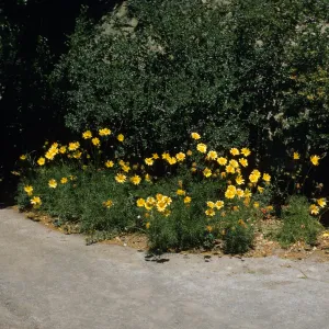 A cluster of tall, yellow flowers grows between a grey, gravel road and a large boulder covered in dark green vines.
