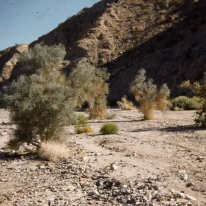 Several pale green and brown twiggy bushes grow on rocky, arid ground at the base of brown cliff. 