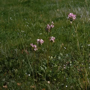 Several clusters of pink flowers stand on long stems above a grassy field. 