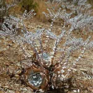 A white plant with several tall stems lined with small, spiraling leaves. Each stem splits into multiple, thinner stems bearing lines of baby pink, bell-like flowers that have not yet bloomed. At the base of the plant, larger pointed, white leaves grow in three rose-shaped spirals, with the outermost leaves becoming tan and papery.