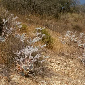Several white succulent plants with tall, white stems lined with baby pink flower blooms grow among brown grasses on a hillside. 