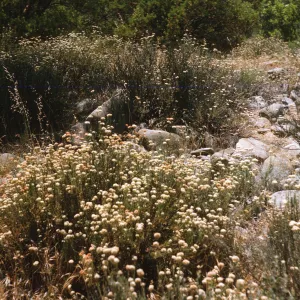 A wide line of smooth, grey, stones of various sizes runs between several bushes consisting of many upward-facing stems covered in tiny, dark green leaves and ending in round clusters of tiny white flowers. 