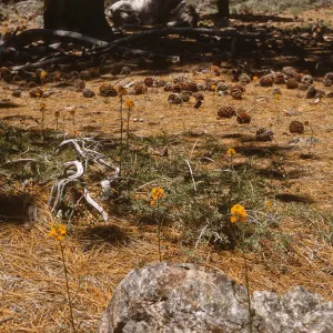 Several scattered clusters of small orange flowers grow on tall, narrow stems in a clearing covered in dry, brown pine needles and scattered with numerous pine cones and several large tree limbs. 